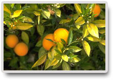 ISO 22000 HACCP TER�MLER�