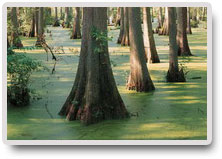 ISO 14001 Standart Prensipleri